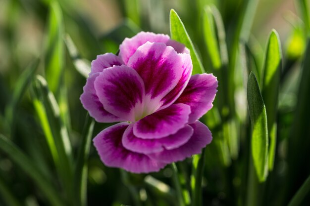 Selective focus shot of a beautiful pink flower in the middle of a grass-covered field