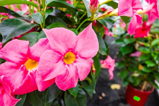 庭でキャプチャされた美しいピンクのマンデビラの花の選択的なフォーカスショット