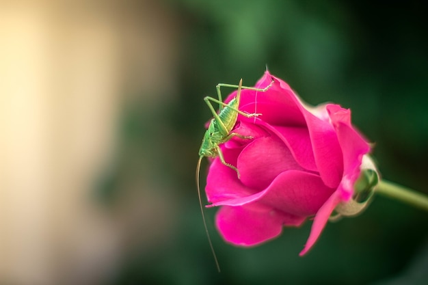 Selective focus shot of a beautiful pink rose in a field with a green insect on it