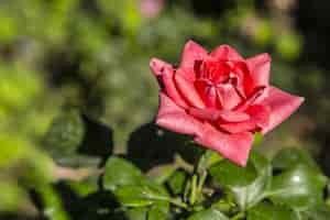 Foto gratuita messa a fuoco selettiva di una bellissima rosa rosa in giardino