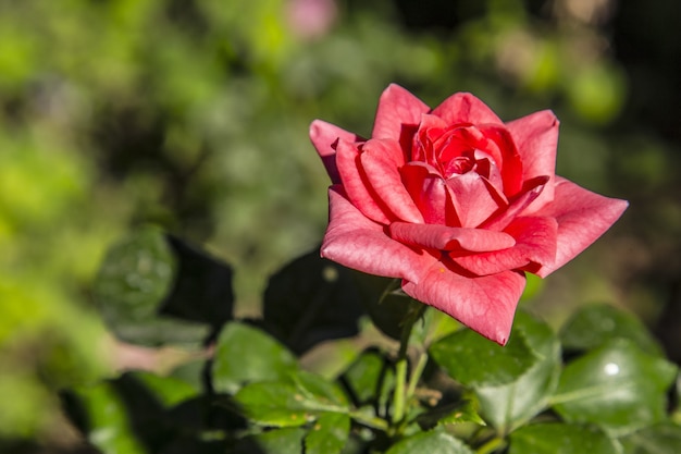 Selective focus shot of a beautiful pink rose in the garden