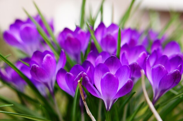 아름다운 보라색 봄 크로커스의 선택적 초점 샷