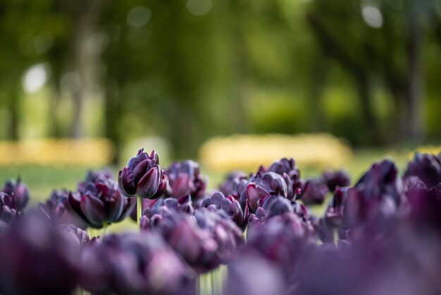 Selective focus shot of beautiful purple tulips in a garden