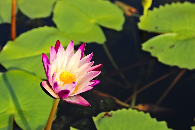 Free photo selective focus shot of a beautiful purple water lily on a pond