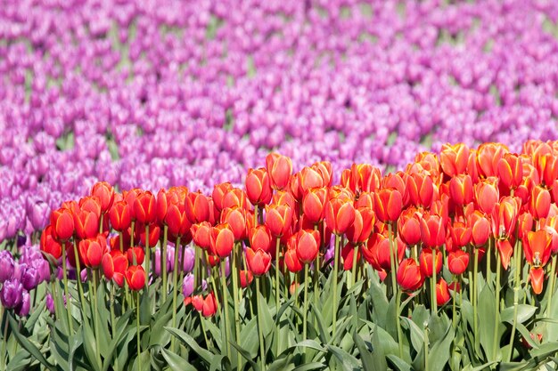 Selective focus shot of beautiful red and purple tulips in a magnificent tulip garden