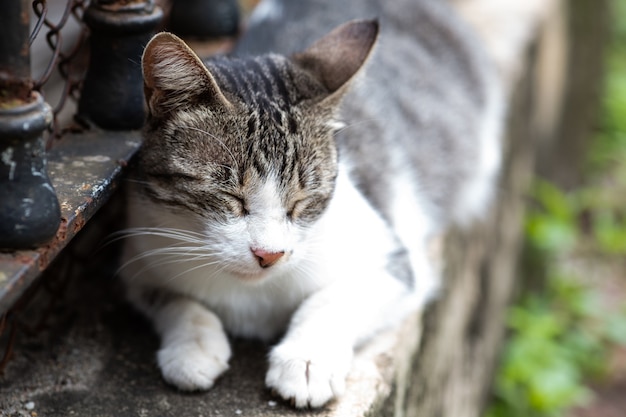 Selective focus shot of a beautiful sleeping at laying on a stoned surface