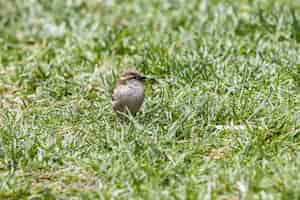 Free photo selective focus shot of a beautiful small sparrow sitting on the grass-covered field