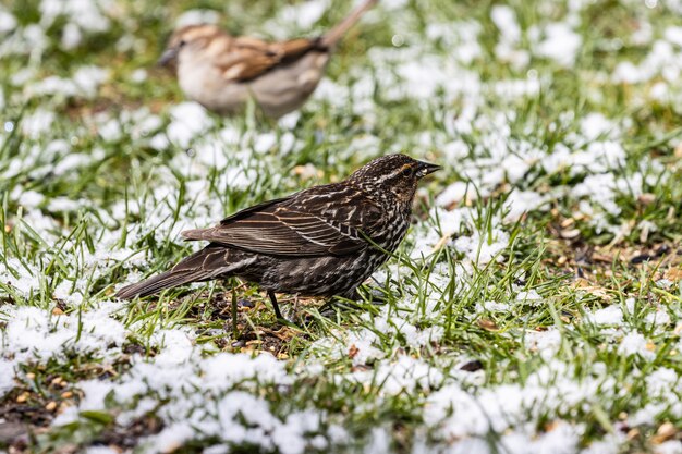 Selective focus shot of a beautiful small sparrow sitting on the grass-covered field