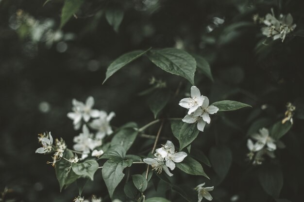 Selective focus shot of beautiful and small white flowers on a bush in the middle of a forest