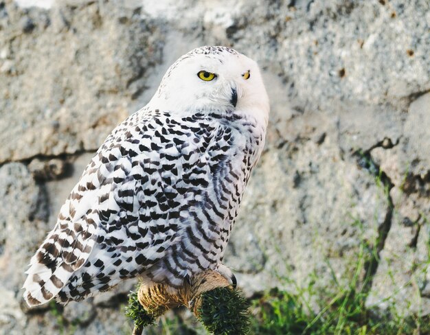 Selective focus shot of a beautiful snowy owl