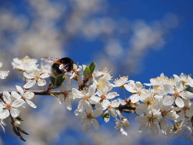 Selective focus shot of a beautiful tree blooming under the clear sky