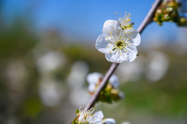 Selective focus shot of beautiful white blossoms on a branch in the middle of a garden