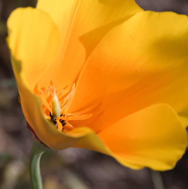 Selective focus shot of a beautiful yellow California Poppy