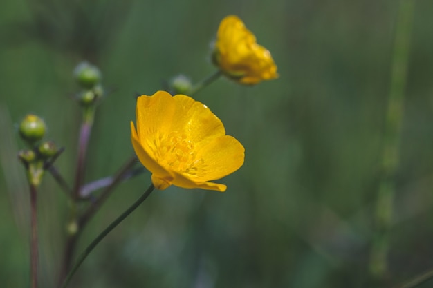 Selective focus shot of a beautiful yellow flower in a field captured on a sunny day