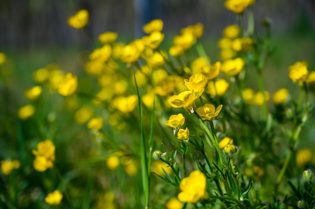 Selective focus shot of beautiful yellow flowers on a grass-covered field