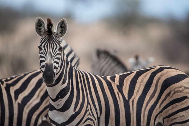Селективный фокус снимка красивой зебры на размытом фоне
