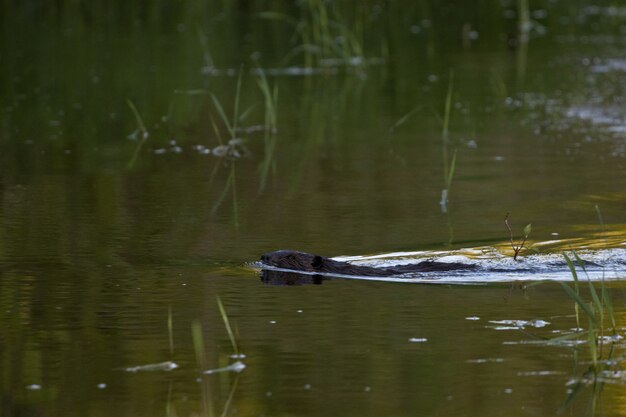 Selective focus shot of a beaver in the lake