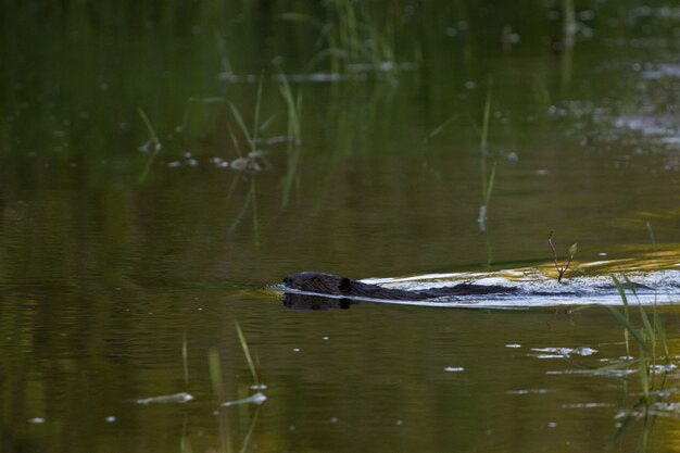 Селективный снимок бобра в озере