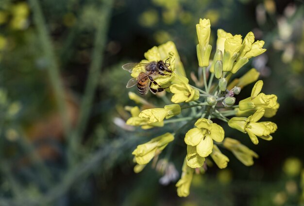 미국 Yellowrocket 꽃에 있는 꿀벌의 선택적 초점 샷