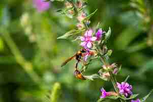 Free photo selective focus shot of a bee collecting nectar from a plant with pink flowers