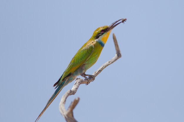 Selective focus shot of a bee eater bird with a caught fly