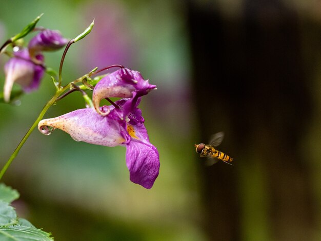 Selective focus shot of a bee flying nearby a purple wildflower