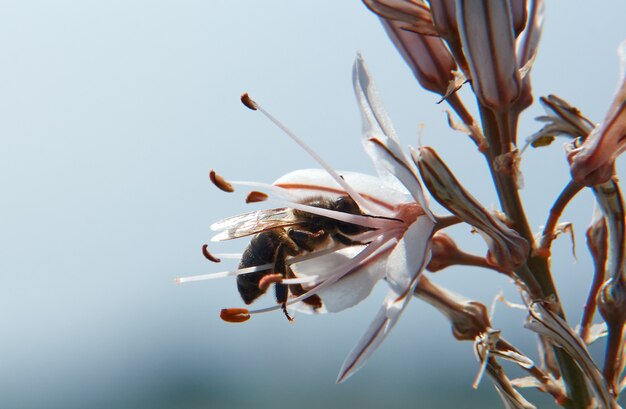 Selective focus shot of a bee sipping the nectar of Asphodelus flowers against a blurred background