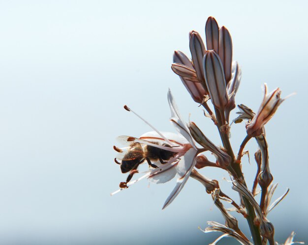 Selective focus shot of a bee sipping the nectar of Asphodelus flowers on cloudy sky