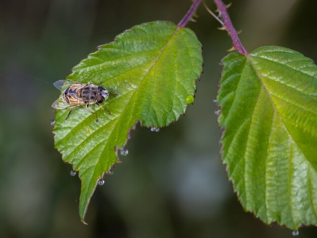 Селективный фокус выстрел пчелы, сидящей на листе
