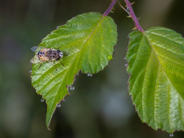 Selective focus shot of a bee sitting on a leaf
