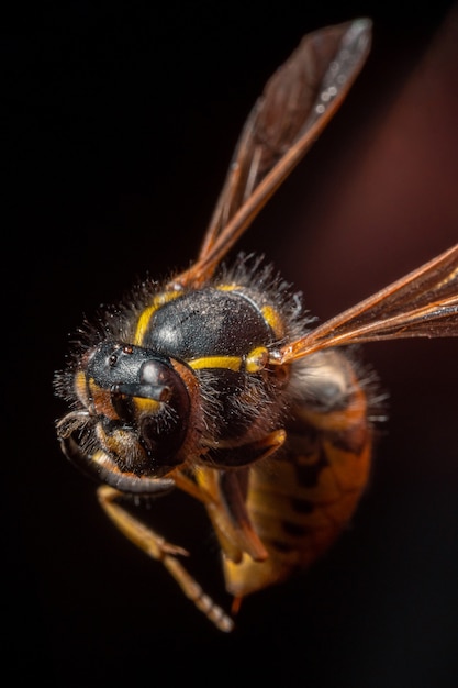 Selective focus shot of a bee