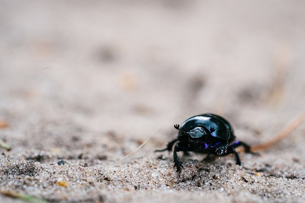 オランダの森の砂浜の牧草地を歩くカブトムシの選択的なフォーカスショット