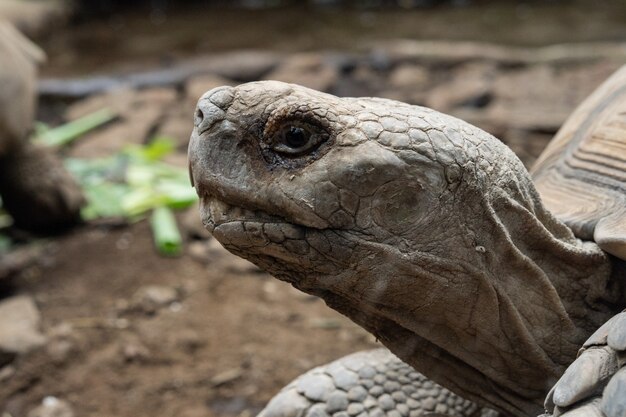 Selective focus shot of a big turtle's head with soil and leaves