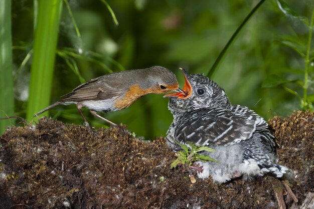 木の幹で赤ちゃんの鳥に餌をやる鳥の選択的なフォーカスショット