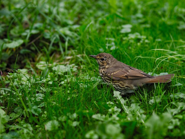 Selective focus shot of a bird in a grassy field