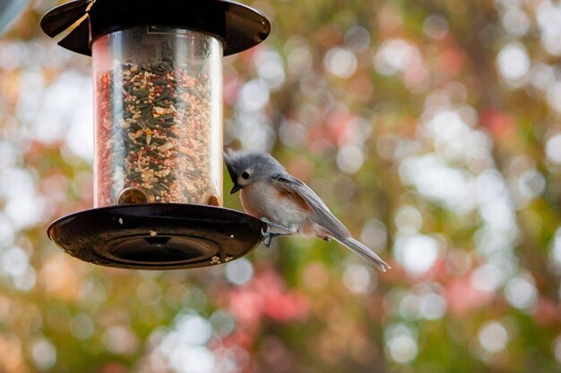 Selective focus shot of a bird perched with trees