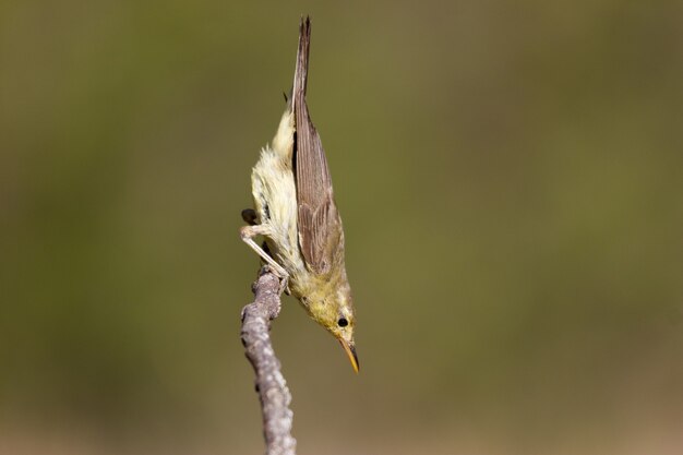 Selective focus shot of a bird sitting on the branch of a tree during the daytime