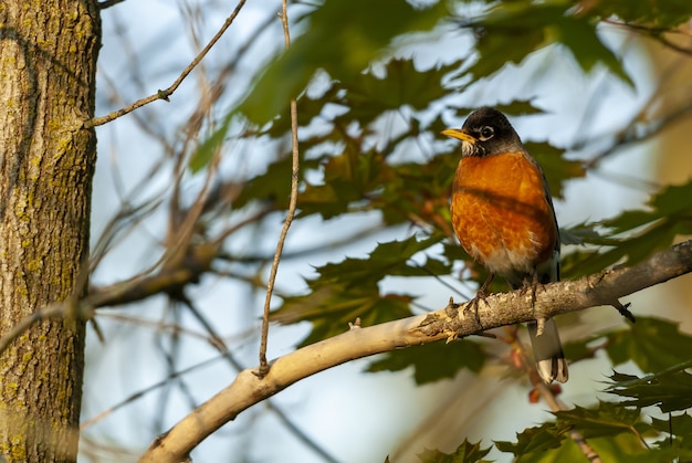 葉と木の枝に座っている鳥の選択的なフォーカスショット