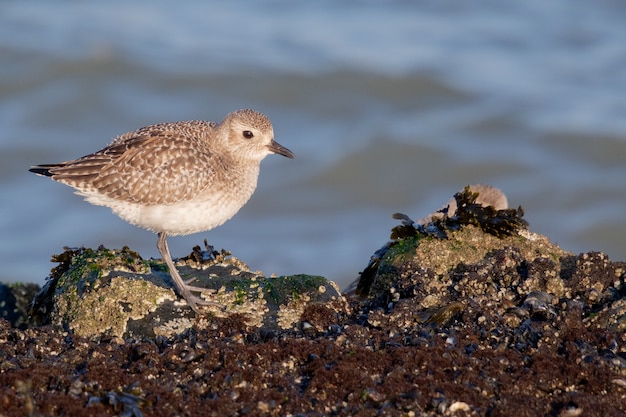 Selective focus shot of a black-bellied plover on the stone