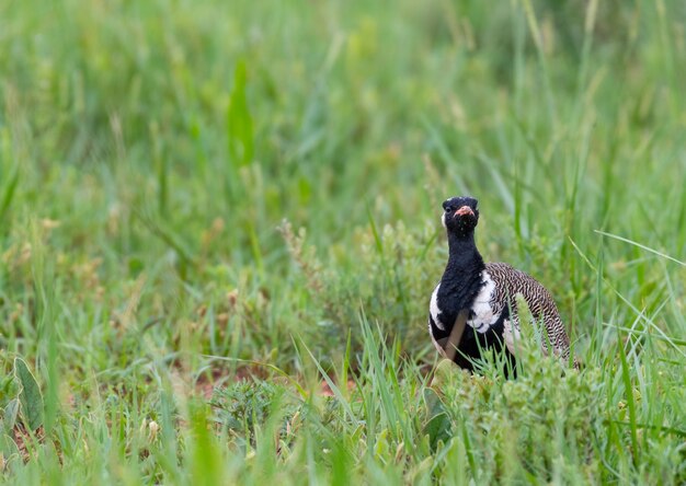 Selective focus shot of a black bird standing on the grass