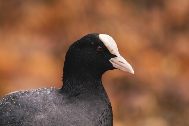 Selective focus shot of a black bird with a white beak