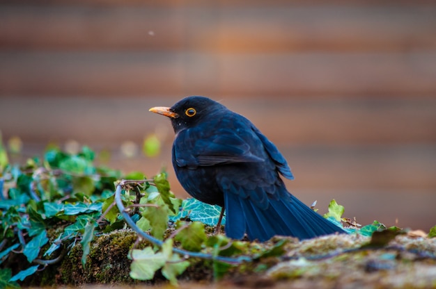 Selective focus shot of a black bird