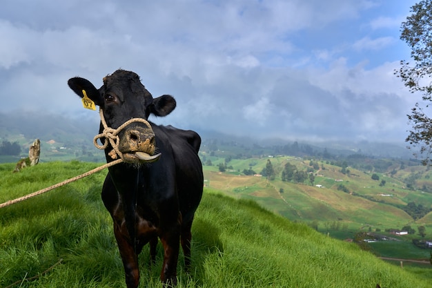 Selective focus shot of a black cow in a grassy field under a cloudy sky