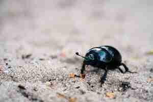 Foto gratuita colpo di messa a fuoco selettiva di uno scarabeo stercorario nero su un prato sabbioso in una foresta olandese