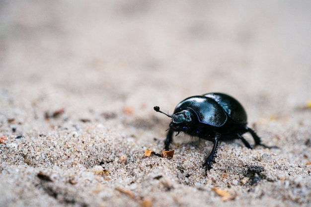 Selective focus shot of a black dung beetle on a sandy meadow in a Dutch forest