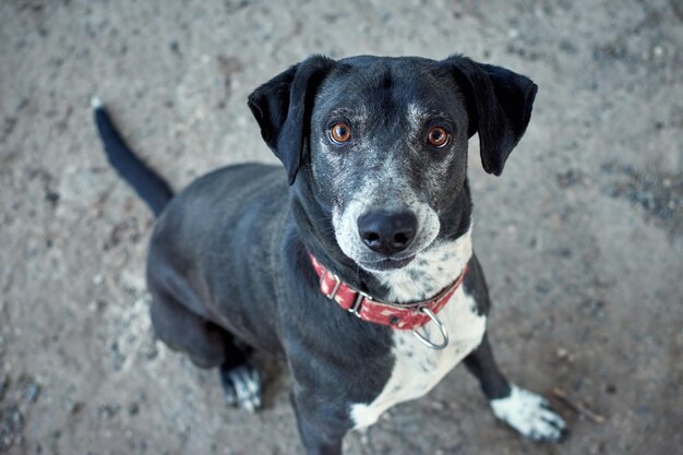 Selective focus shot of a black half-breed hybrid dog with a red martingale