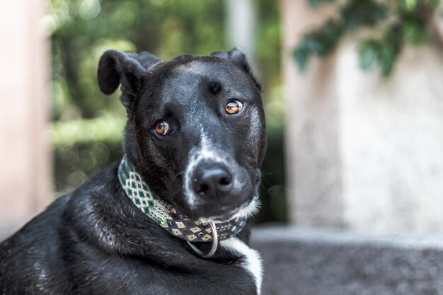 黒のラブラドールレトリバー犬の選択的なフォーカスショット