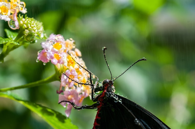 Messa a fuoco selettiva colpo di una falena nera su fiori rosa petaled con sfondo sfocato