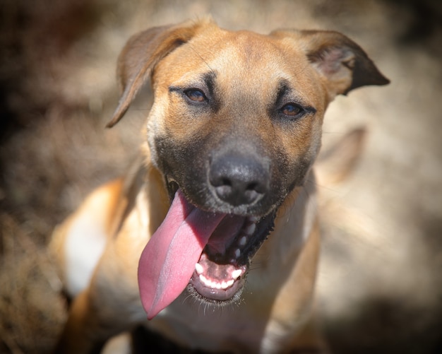 Selective focus shot of Black Mouth Cur with tongue out