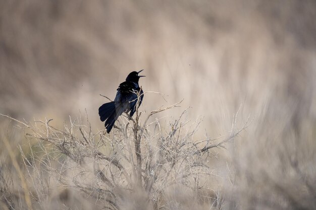 Selective focus shot of a black pied bush chat in a dry field